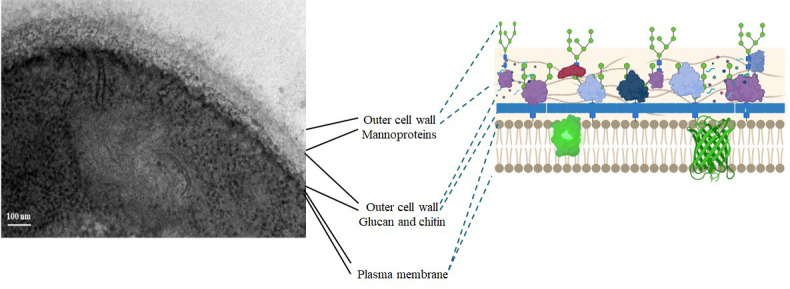 Fractionation and Extraction of Cell Wall Proteins From <i>Candida albicans</i>.