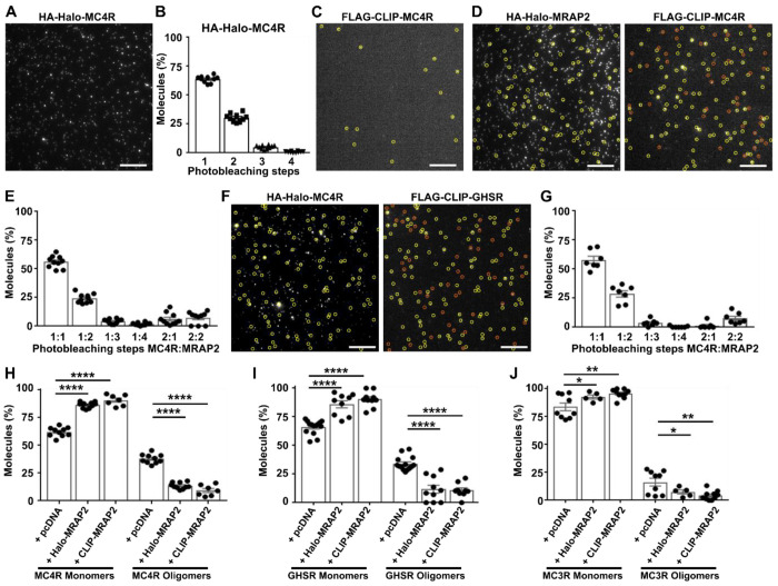 MRAP2 potentiates GPCR signaling by conserved mechanisms that are disrupted by obesity-associated genetic variants.