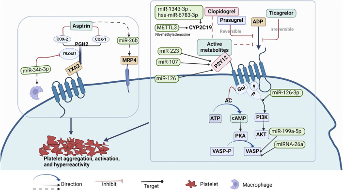 Mechanisms and recent advances in non-coding RNAs and RNA modifications in antiplatelet drug resistance.
