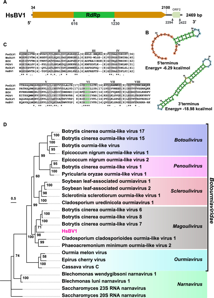 Molecular characterization of four novel mycoviruses in entomopathogenic and nematophagous fungi.