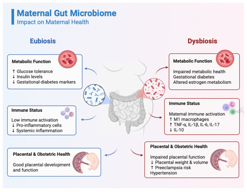 Does the Maternal Gut Microbiome Influence the Outcome of Perinatal Asphyxia?