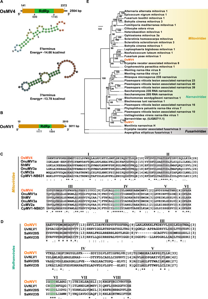 Molecular characterization of four novel mycoviruses in entomopathogenic and nematophagous fungi.