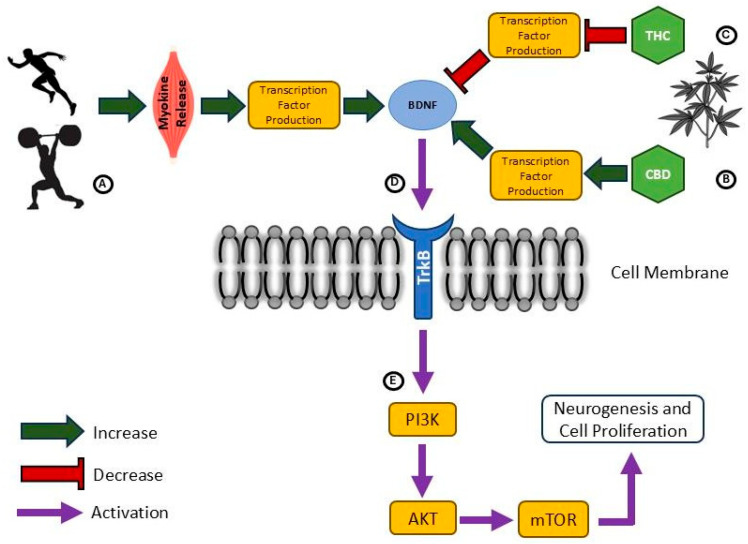 Considering the Effects of Cannabinoids and Exercise on the Brain: A Narrative Review.