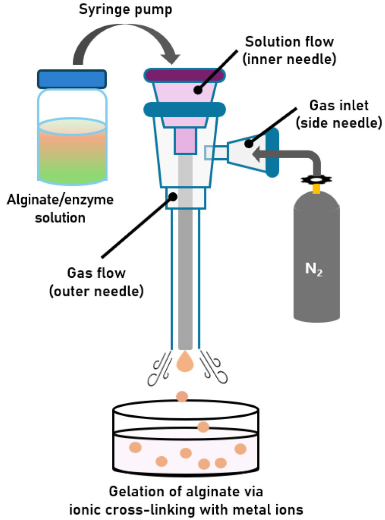 Size-Controlled Fabrication of Alginate Hydrogel Microbeads Optimized for Lipase Entrapment.