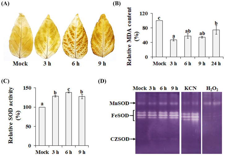 Superoxide Dismutase Gene Family in Chili Pepper (<i>Capsicum annuum</i> L.): Molecular Characterization and Involvement in Redox Regulation Under Chilling Stress.