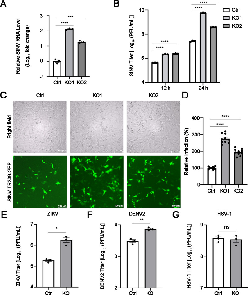 ARRDC1 inhibits the replication of Semliki Forest virus by regulating the ubiquitination and degradation of viral nsP4.