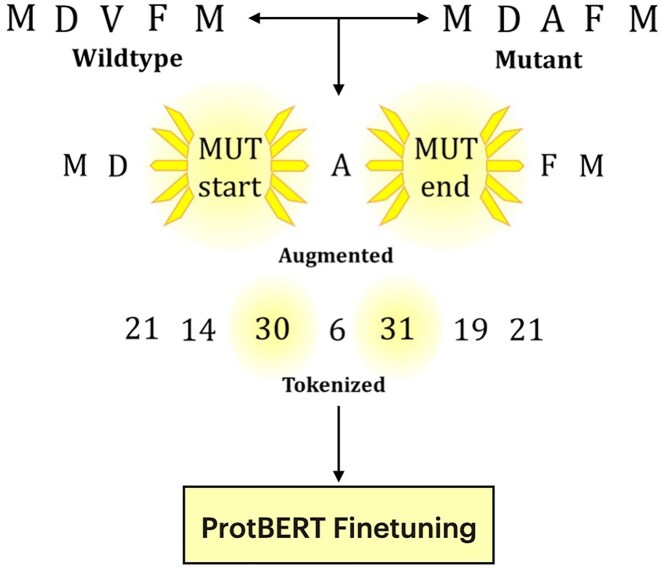 Proteins need extra attention: improving the predictive power of protein language models on mutational datasets with hint tokens.
