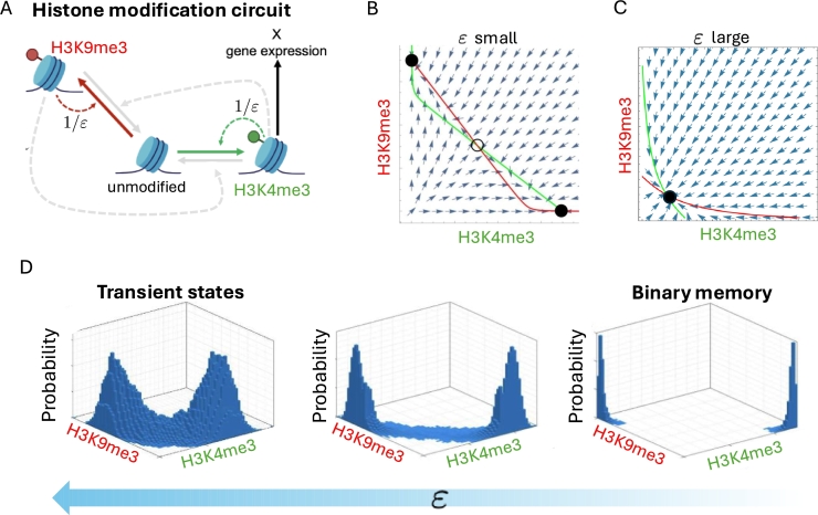 Epigenetic memory: The role of the crosstalk between histone modifications and DNA methylation.