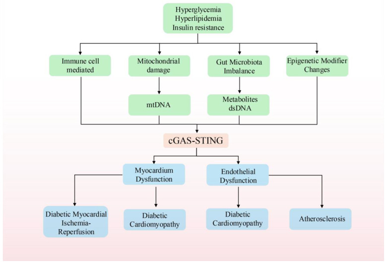Targeting the cGAS-STING Pathway to Modulate Immune Inflammation in Diabetes and Cardiovascular Complications: Mechanisms and Therapeutic Insights.