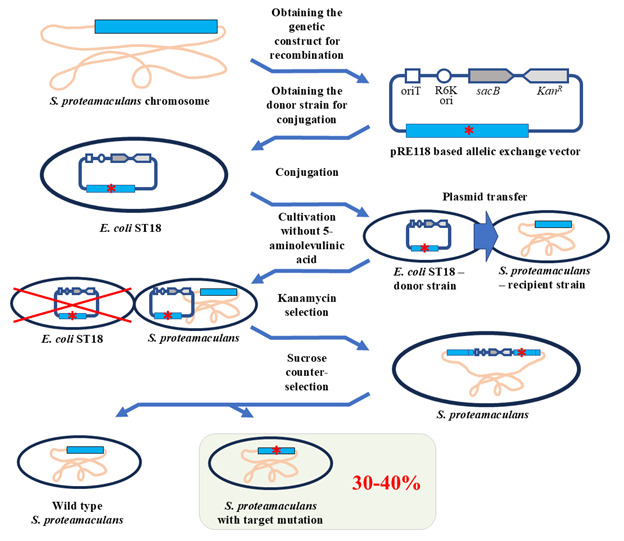 Editing the <i>Serratia proteamaculans</i> Genome Using the Allelic Exchange Method.