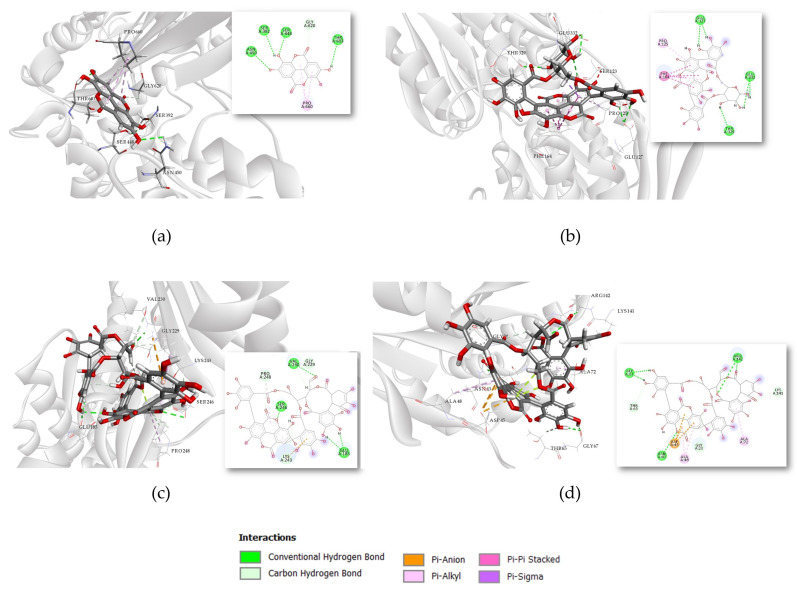 In Vitro and In Silico Analysis of Differential Antibacterial Activity of Pomegranate Polyphenols Against Gram-Positive and Gram-Negative Bacteria.