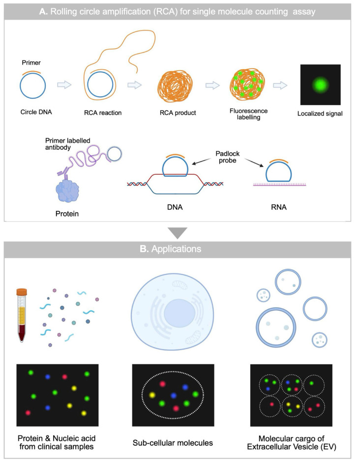 Rolling Circle Amplification as a Molecular Tool for Spatially Resolved Signal Amplification in Single Molecule Counting Assay.