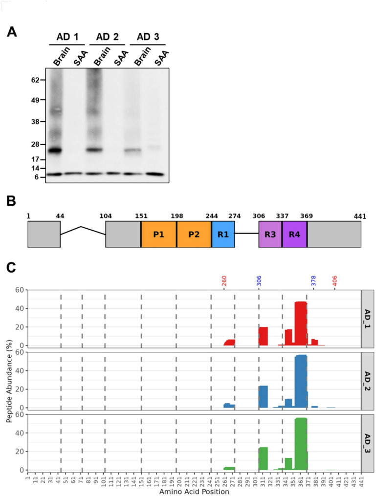Design and application of a Tau seed amplification assay for screening inhibitors of Tau seeding.