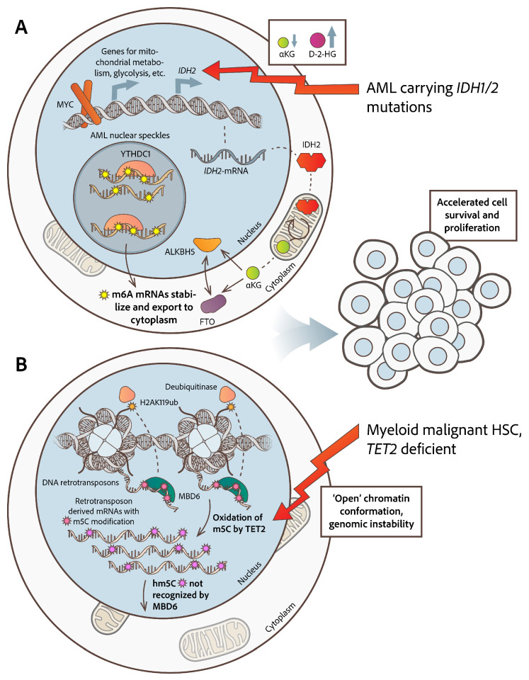 Intracellular Mis-Localization of Modified RNA Molecules and Non-Coding RNAs: Facts from Hematologic Malignancies.