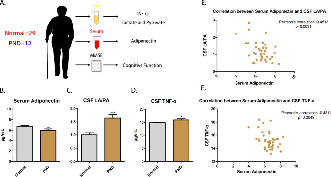 Adiponectin pathway regulates cerebral metabolic dysfunction and neuroinflammation via the AdipoR1/PI3K/Akt axis in Perioperative Neurocognitive Disorder.