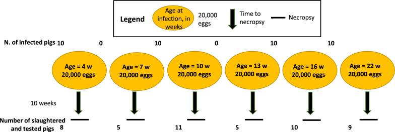 Age at infection as a key predictor of cyst burden in pigs experimentally infected with Taenia solium.