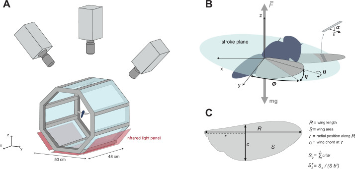 Adaptations in wing morphology rather than wingbeat kinematics enable flight in small hoverfly species.