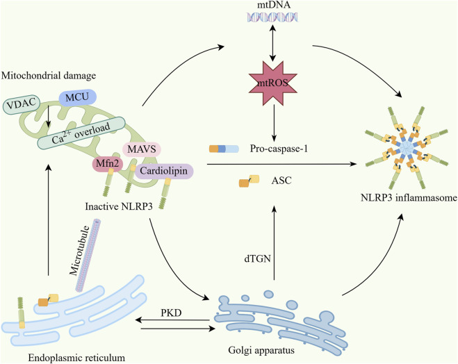 Transformation of acute kidney injury to chronic kidney disease: the interaction between mitophagy and NLRP3 inflammasome.