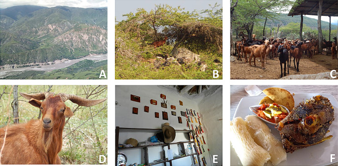 Perceptions and quality attributes of goat meat in north-eastern region of Colombia: insights from consumers and farmers.