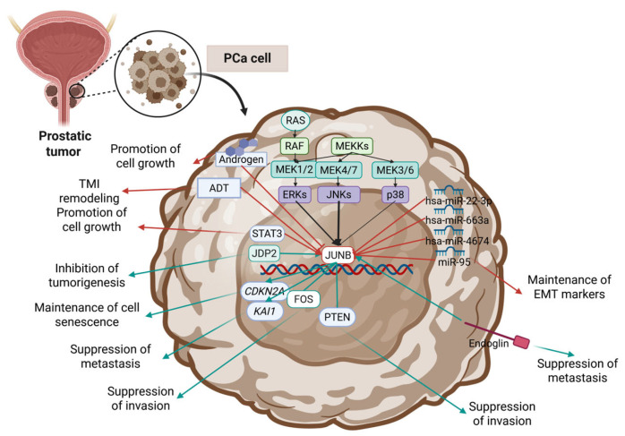 JUNB and JUND in Urological Cancers: A Literature Review.