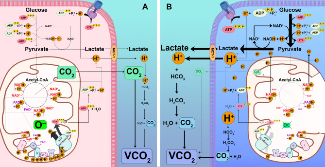 Use of CO<sub>2</sub>-derived variables in critically ill patients.