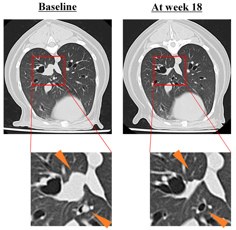 Exploratory, Randomized, Dose-Response Study of the Anti-PD-L1 Antibody HFC-L1/c4G12 in Dogs with Pulmonary Metastatic Oral Malignant Melanoma.