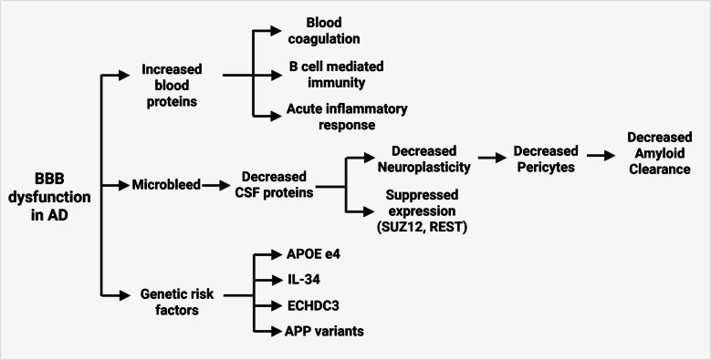 Bridging the barrier: insights into blood biomarkers and therapeutic strategies targeting choroid plexus and BBB dysfunction in alzheimer's disease.