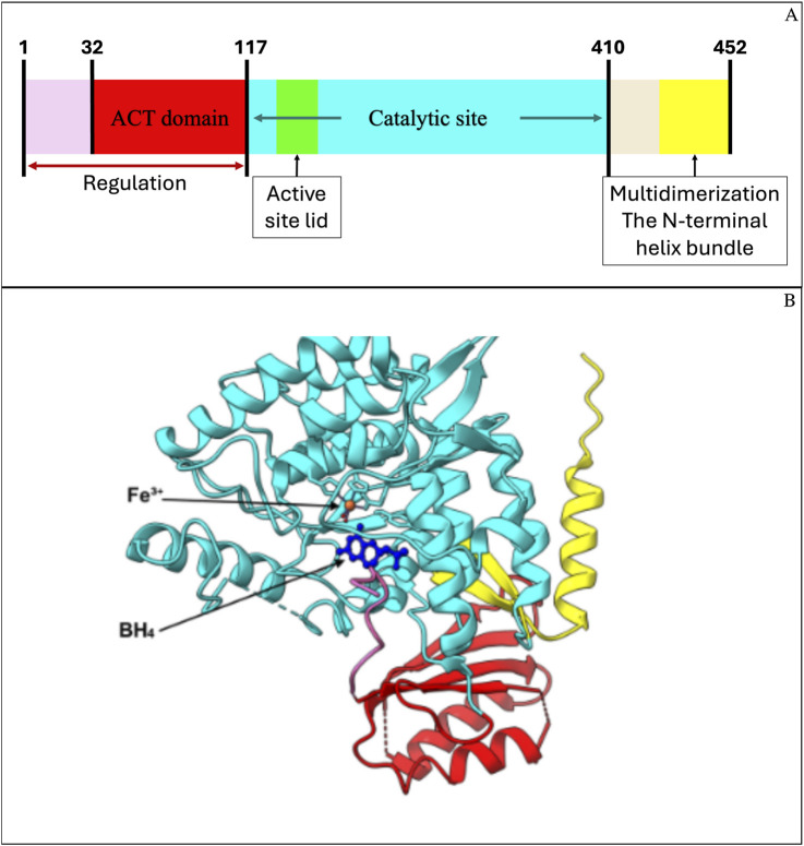 Genetic and <i>in silico</i> functional characterization of a novel structural variant in the <i>PAH</i> gene by long-reads sequencing and structural modeling.
