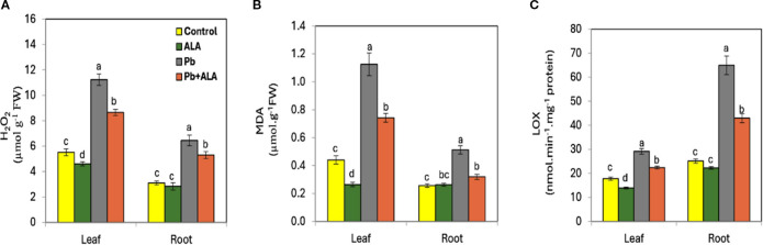 Exogenous α-lipoic acid mitigates lead (Pb) toxicity in tomato seedlings by regulating metabolites, nutrient uptake, antioxidant defense and redox balance maintenance.