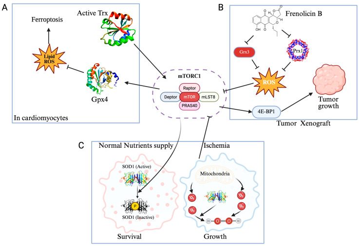 Beyond Antioxidants: How Redox Pathways Shape Cellular Signaling and Disease Outcomes.