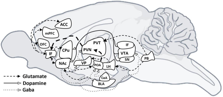 The role of motivation in eating disorders: understanding sex differences in the circuits.