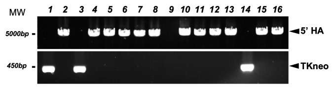 Genetic Engineering of Humanized Telomere Mice.