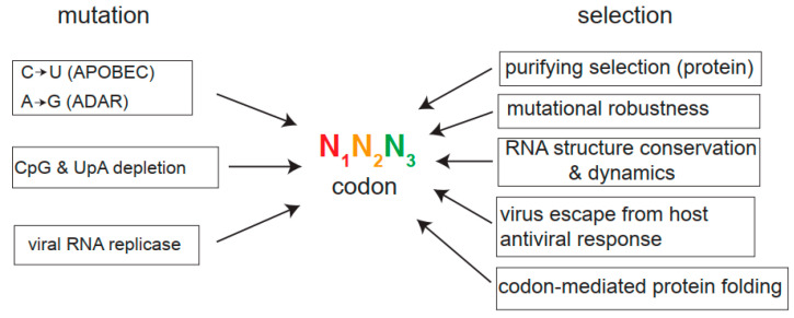 Codon Usage Bias in Human RNA Viruses and Its Impact on Viral Translation, Fitness, and Evolution.