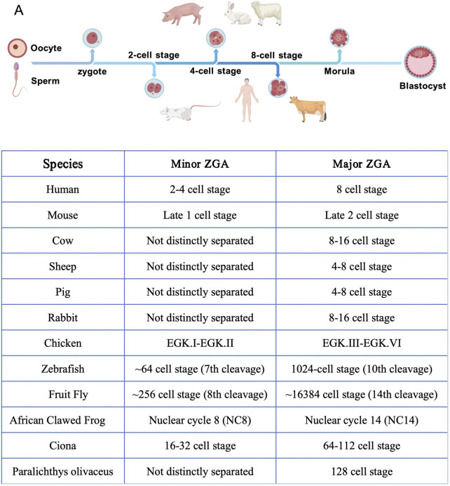 The role and regulatory mechanisms of the TCA cycle in early embryonic development.