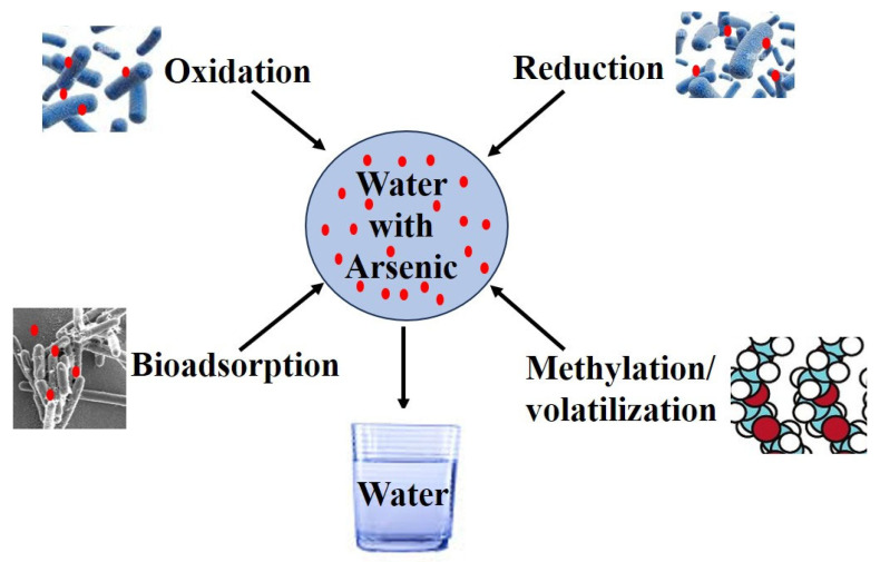 Integrated Approaches of Arsenic Remediation from Wastewater: A Comprehensive Review of Microbial, Bio-Based, and Advanced Technologies.