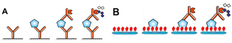 Discovery of Landscape Phage Probes Against Cellular Communication Network Factor 1 (CCN1/Cyr61).