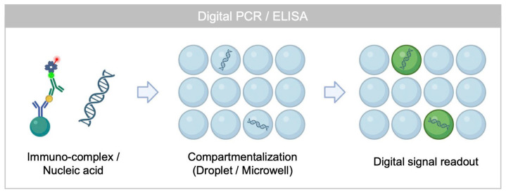 Rolling Circle Amplification as a Molecular Tool for Spatially Resolved Signal Amplification in Single Molecule Counting Assay.