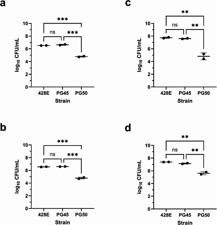 Mycoplasma leachii strain PG50 shows reduced adherence and invasion compared to M. bovis strains 428E and PG45.