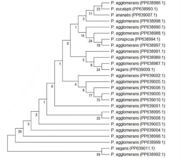 Genetic diversity, virulence factors and drug resistance of <i>Pantoea</i> strains isolated from samples of fresh fruits, vegetables and soil.