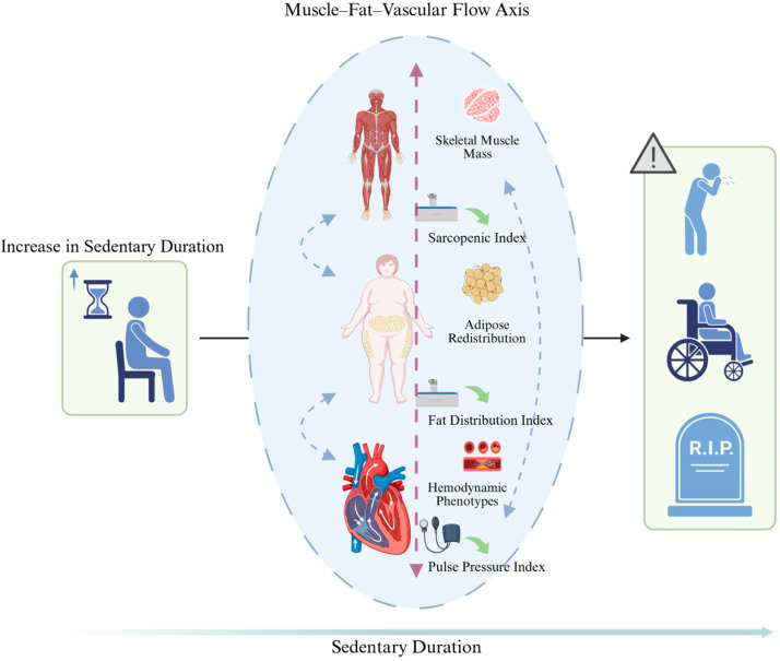 Sedentary Duration and Systemic Health Burden: Nonlinear Associations with Muscle, Fat, and Vascular Phenotypes in a US Population-Based Study.