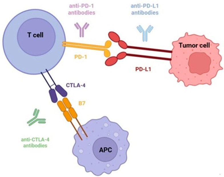 Immune Checkpoint Inhibitor-Induced Diabetes Mellitus-A Brief Review and Three Case Reports.