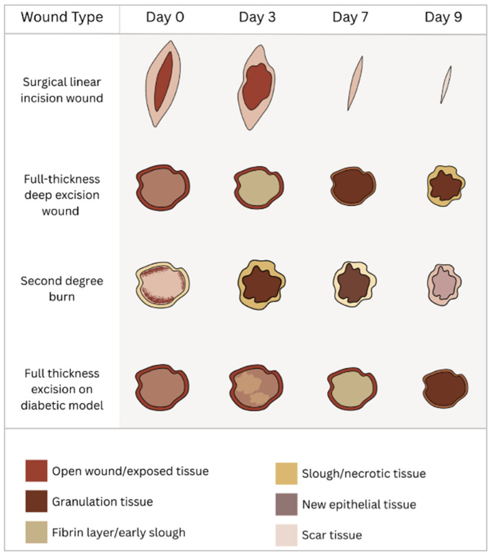 Biological Models for Evaluating Hydrogel-Based Formulations in Wound Healing.