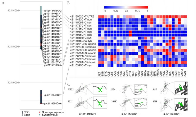 Genetic variation landscape of sheep GDF9 gene from global ewes breeds and their association with gestation days.