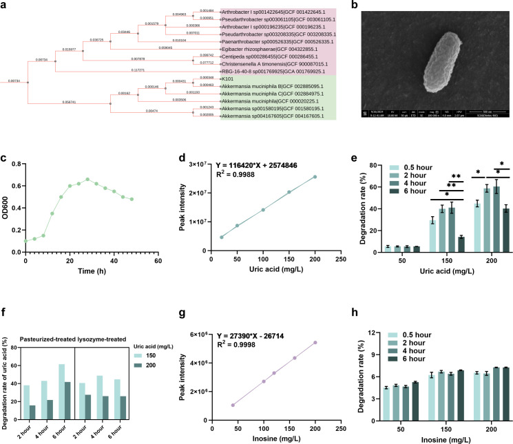 Gut-kidney axis modulation by viable and inactivated <i>Akkermansia muciniphila</i> mitigates avian hyperuricemia through microbial-metabolic crosstalk.