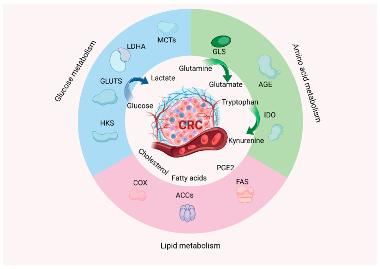 Crosstalk Between Metabolic Reprogramming and Epigenetic Modifications in Colorectal Cancer: Mechanisms and Clinical Applications.