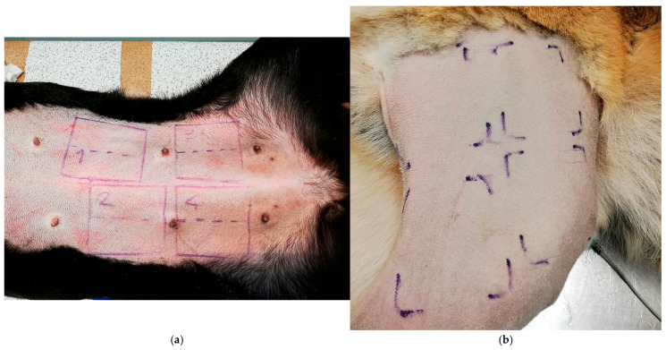 Evaluation of the Preoperative Antiseptic Efficacy of Ozone on Dog Skin in Comparison with Traditional Methods.