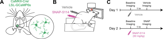 Astrocytic modulation of population encoding in mouse visual cortex via GABA transporter 3 revealed by multiplexed CRISPR/Cas9 gene editing.