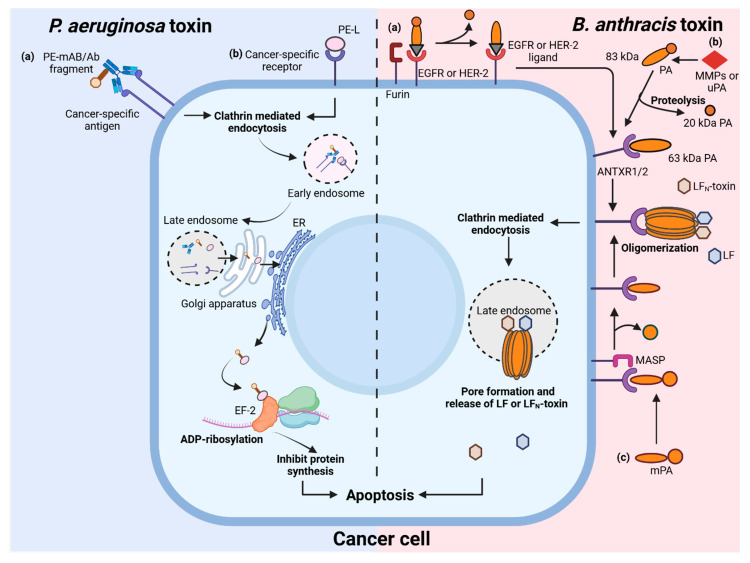 Bacterial Protein Toxins as Anticancer Agents: Clinical Potential of <i>Pseudomonas</i> and Anthrax Toxins.