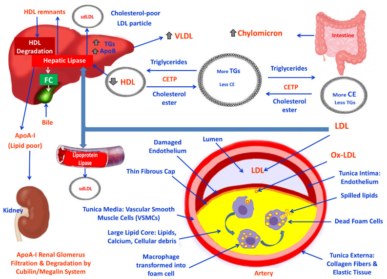 Mechanisms Linking Obesity with Non-Alcoholic Fatty Liver Disease (NAFLD) and Cardiovascular Diseases (CVDs)-The Role of Oxidative Stress.