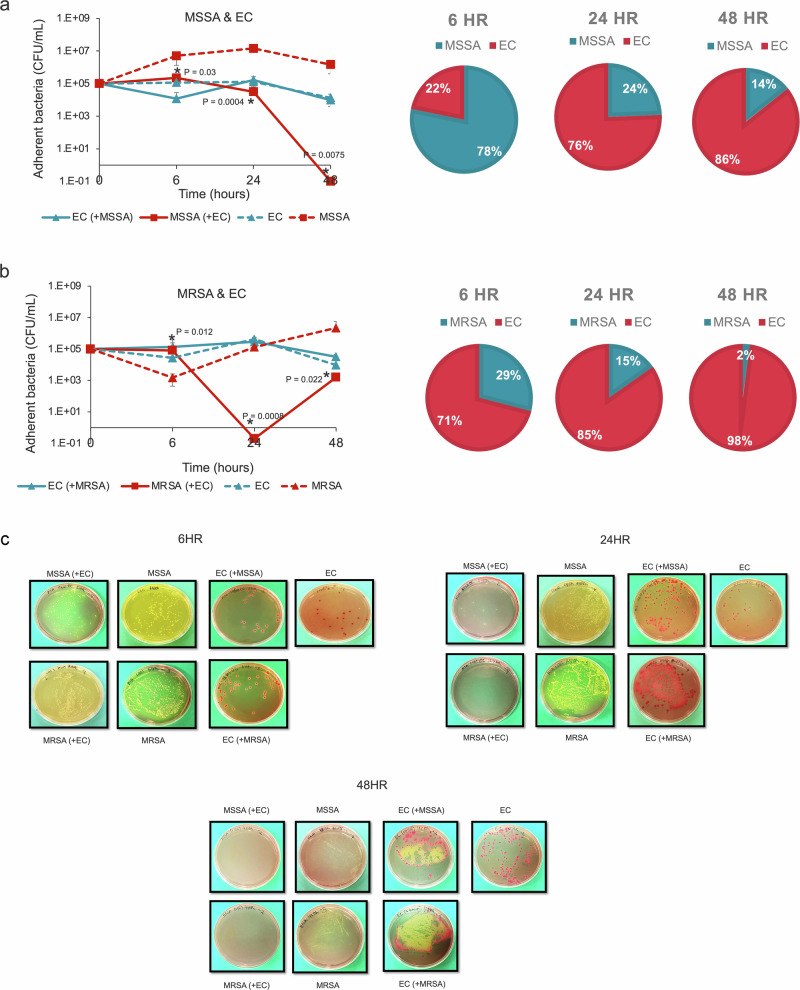 Characterizing interactions of Staphylococcus aureus and Escherichia coli in dual-species implant-associated biofilms.